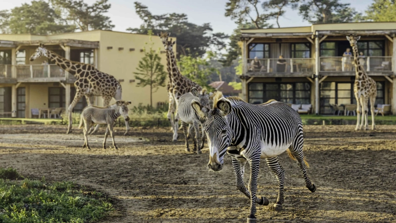 Safaripark Beekse Bergen Netherlands giraffe herd drive-through Europe's largest safari park | roamvisa.com