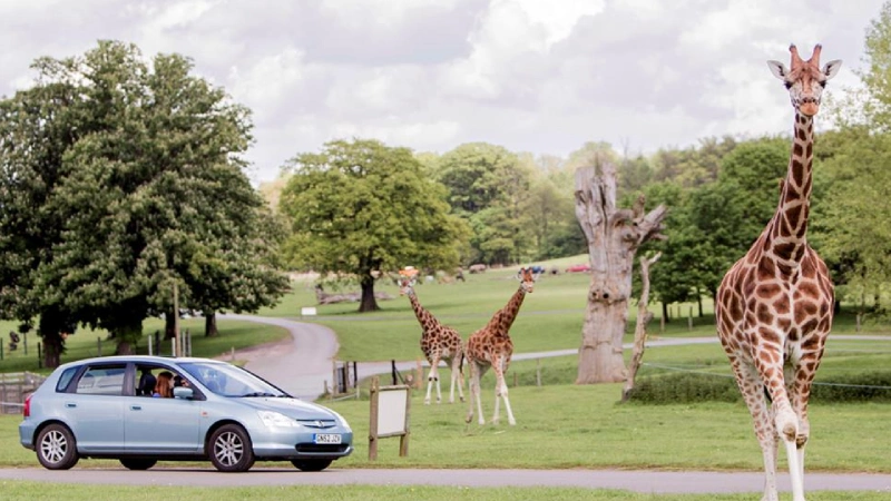 Woburn Safari Park Bedfordshire England white rhino giraffe drive-through wildlife park UK | roamvisa.com