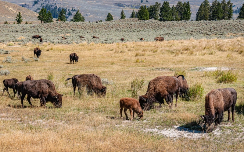 American bison herd on open prairie drive-through wildlife safari USA Rocky Mountains | roamvisa.com