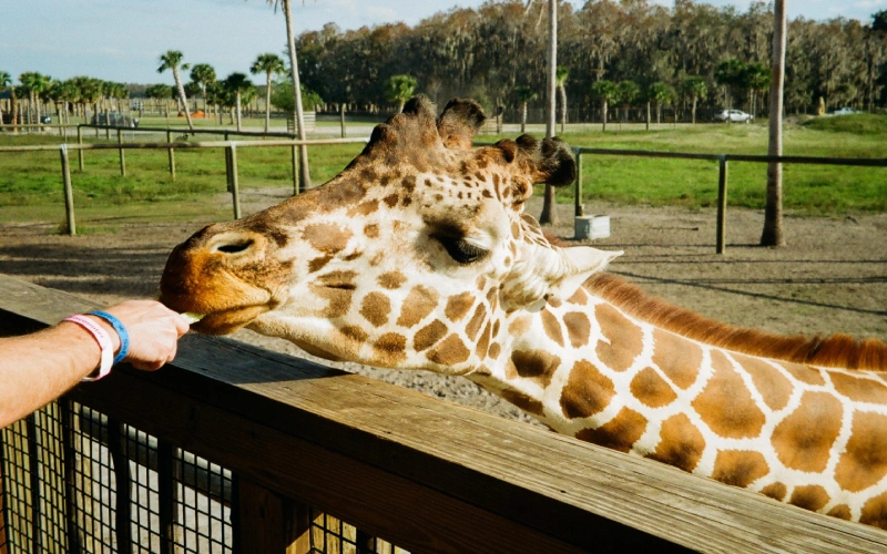 Giraffe feeding experience USA wildlife park hand-feed giraffe elevated platform family activity | roamvisa.com