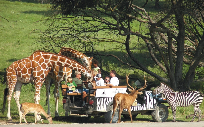 African lion pride on rocky kopje drive-through big cat safari experience USA wildlife park | roamvisa.com