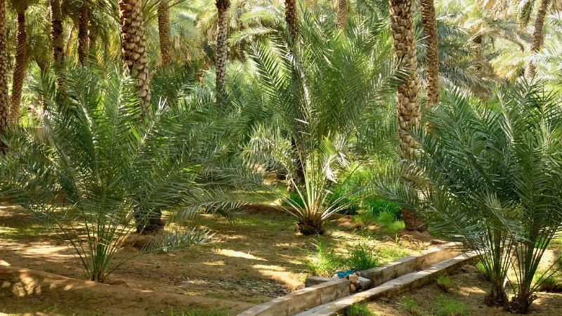 Al Ain oasis with palm trees and greenery known as the Garden City of UAE