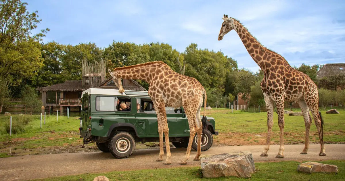 Best Safari Parks in Europe – Complete Guide for Wildlife Lovers