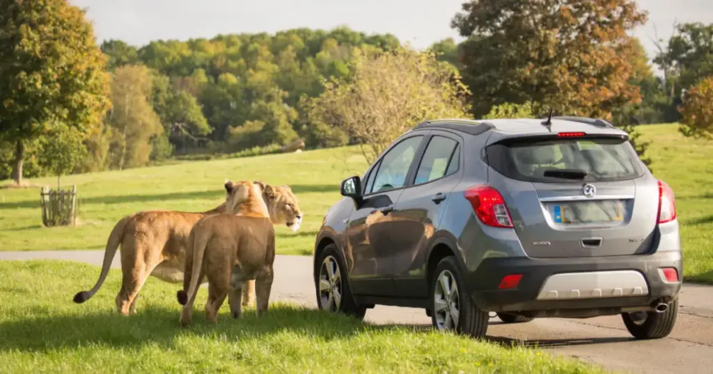 Best UK Safari Parks Ranked Drive Through Wildlife Guide