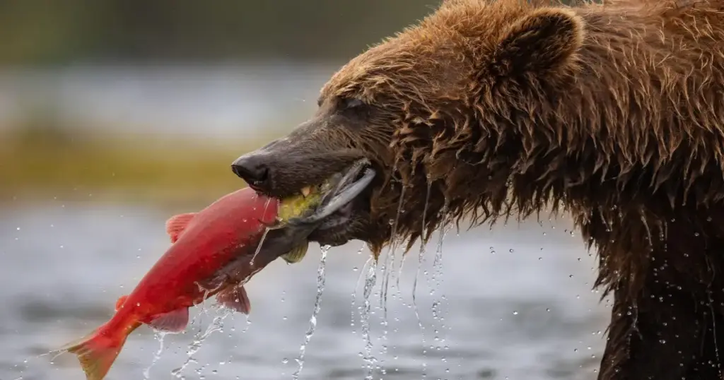 Grizzly Bear Watching in Canada