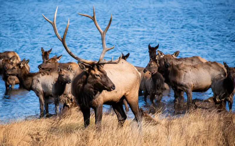 Bison, Elk, and Moose - The Reliable Herds