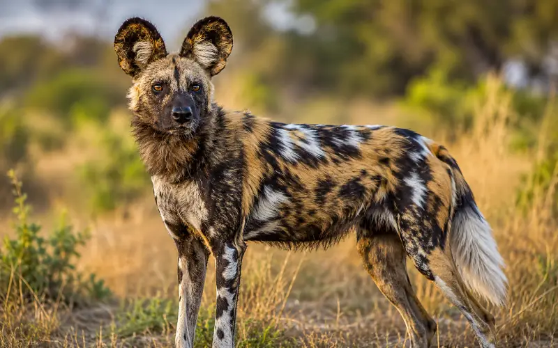 Predators and Rarer Wildlife 