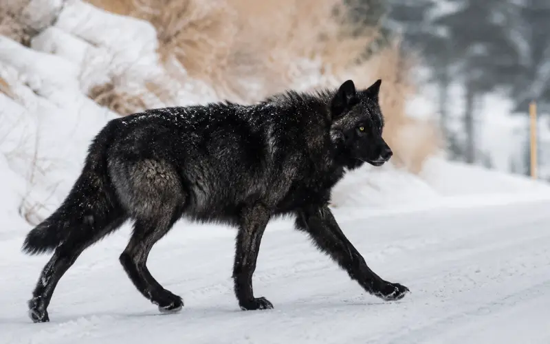 Wolves - The Star of Winter Yellowstone