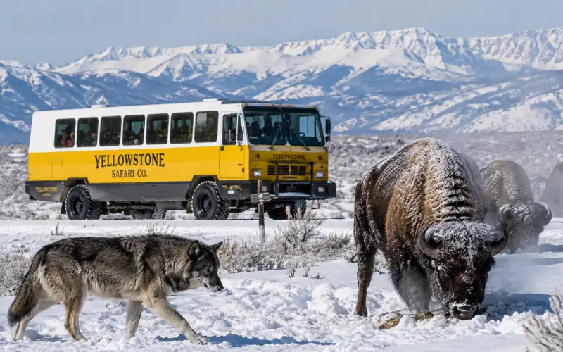 Yellowstone Safari Co