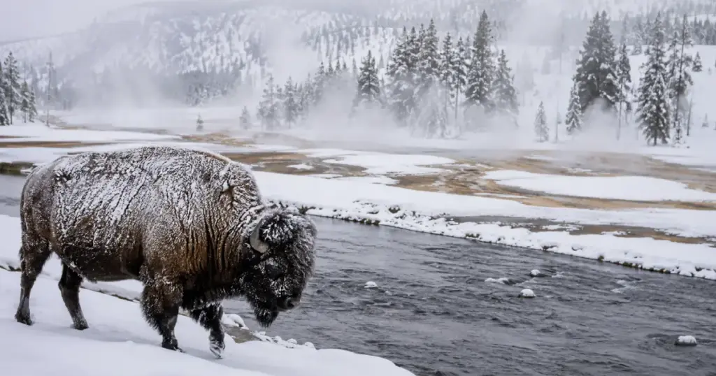 Yellowstone winter wildlife safari expect