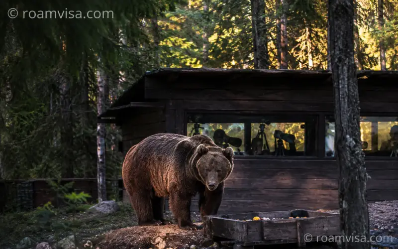 Romania Carpathian brown bear wildlife hide safari Transylvania forest European wildlife photography