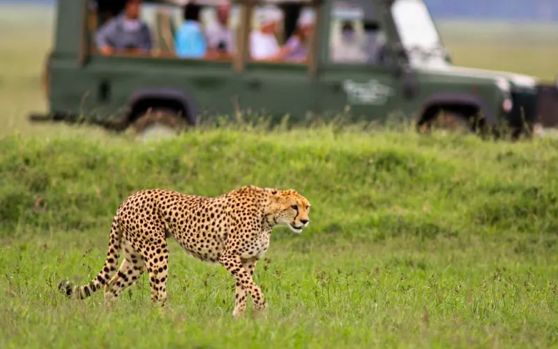 Best African Safari Destinations for Budget Travellers