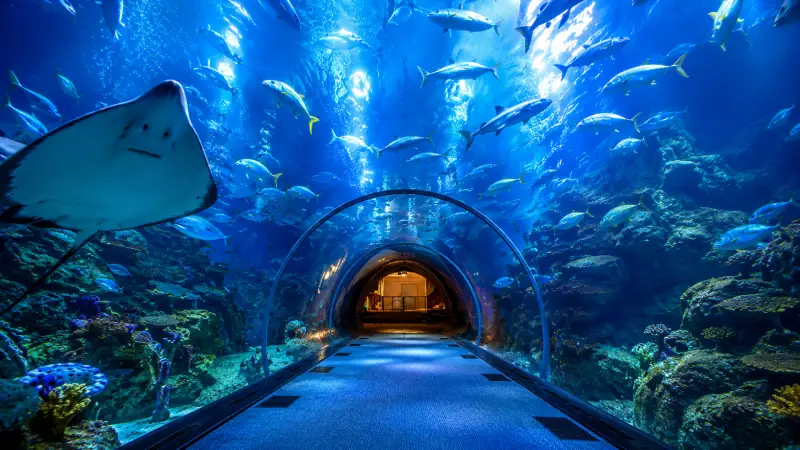 Dubai Aquarium and Underwater Zoo