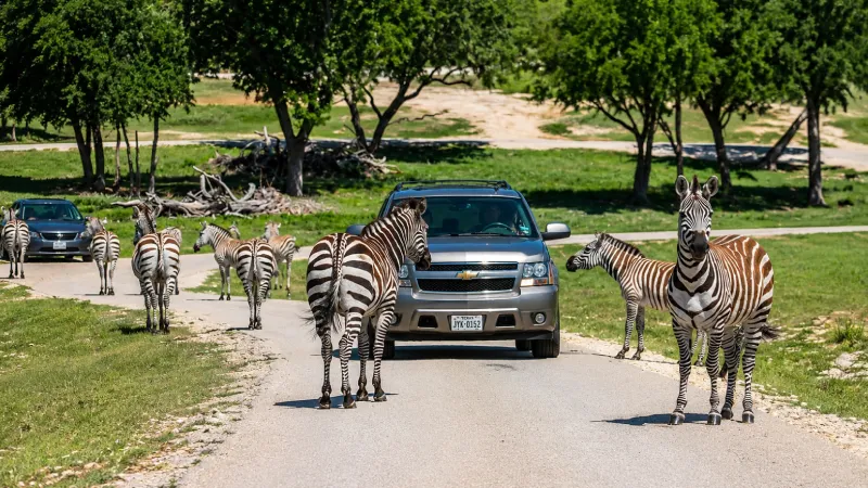 Fossil Rim Wildlife Center - Texas