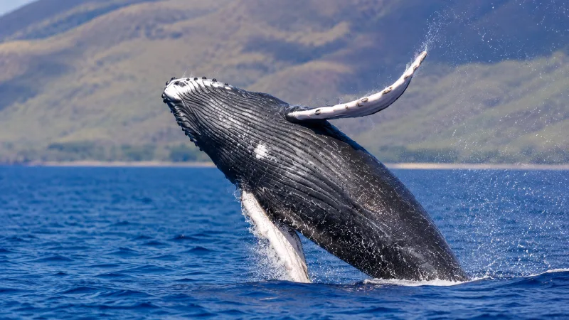 Humpback Whales - Breaching Spectacular