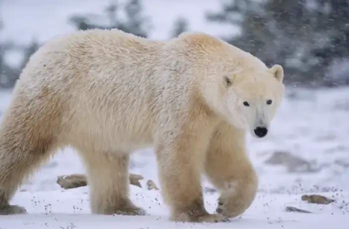 Polar Bear Safari in Canada: Complete Guide to Churchill Costs and Best Time to Go