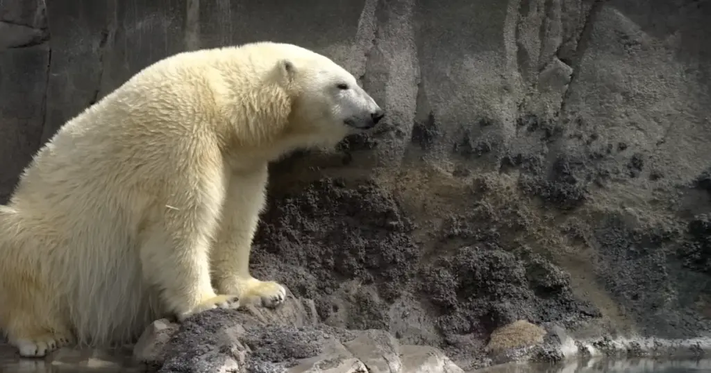 Polar Bear Safari