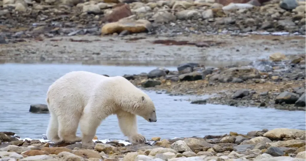 Polar Bear Safari in Canada: Complete Guide to Churchill Costs and Best Time to Go