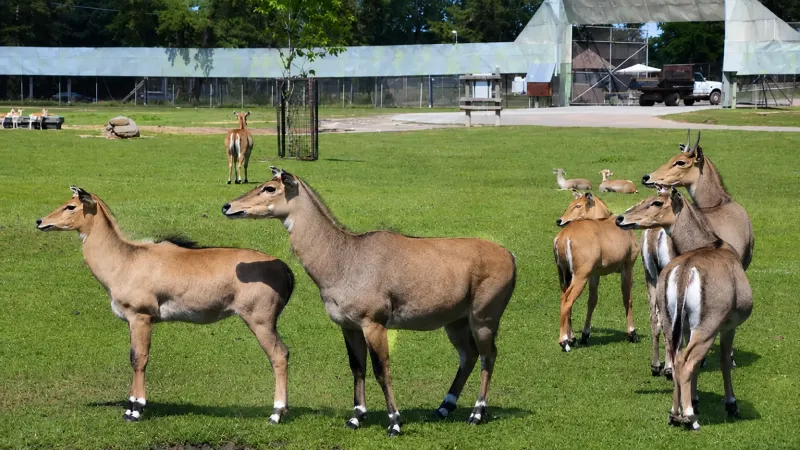 Six Flags Great Adventure Wild Safari