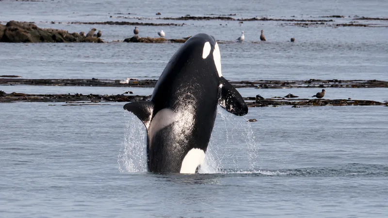 Victoria - Year-Round Orca Central
