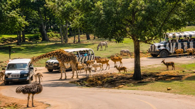 Wild Animal Safari - Georgia