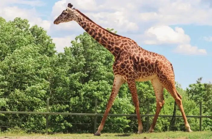 african lion safari canada reviews