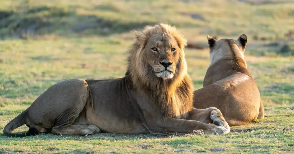 Lions walking beside a family car during the drive-through experience at African Lion Safari. African Lion Safari Canada reviews