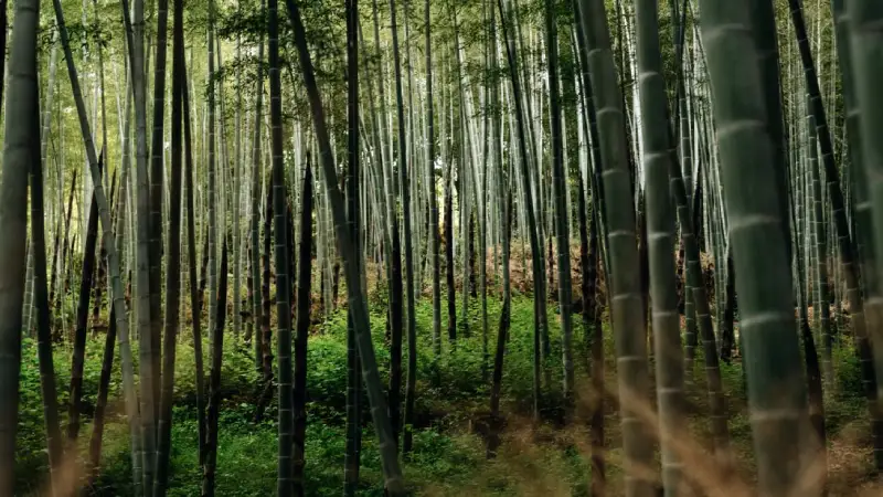 Tall bamboo stalks lining the path through Arashiyama Bamboo Grove in Kyoto