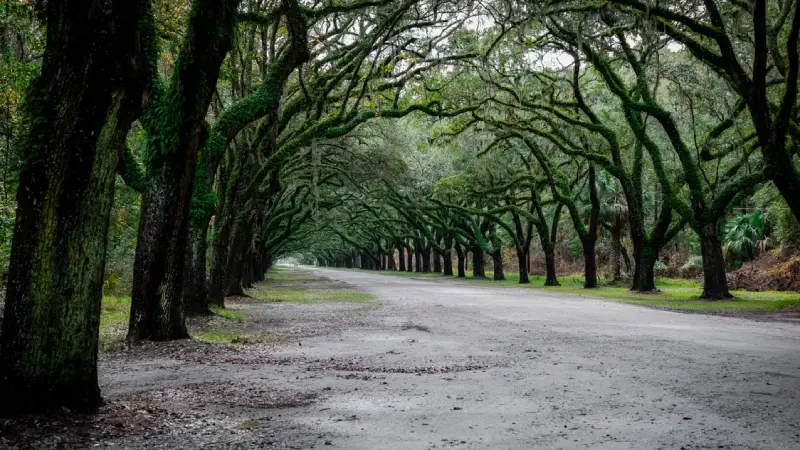 Live oak trees draped in Spanish moss lining a historic Charleston street 
