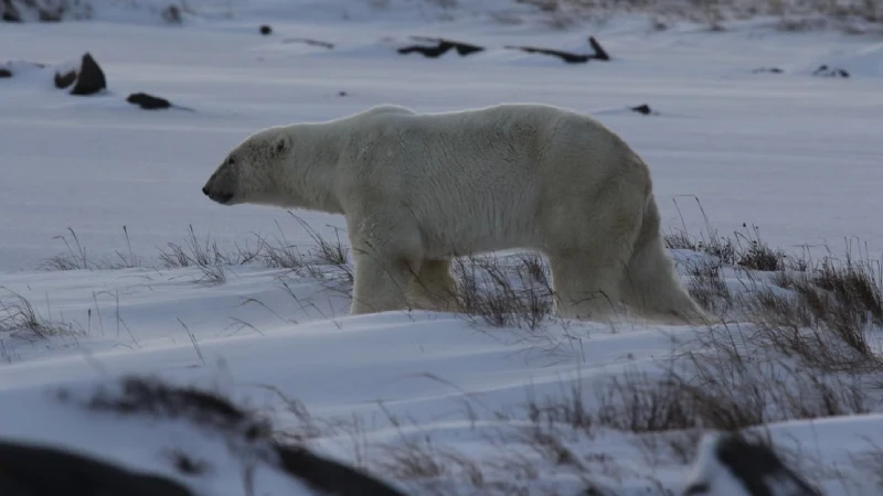 A polar bear on the tundra near Churchill, Manitoba