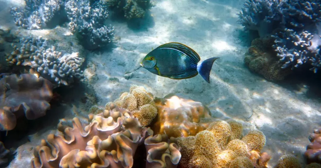 Colorful coral and marine life underwater at the Great Barrier Reef