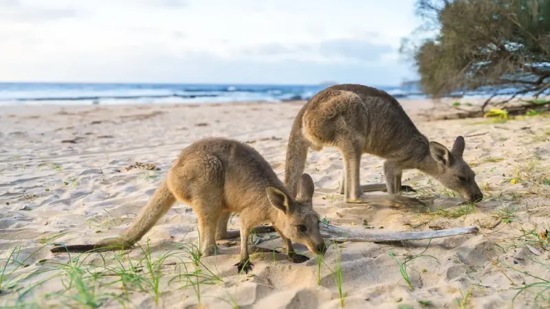 Kangaroo Island placse