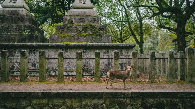 Deer roaming freely near a temple in Nara Park, Japan