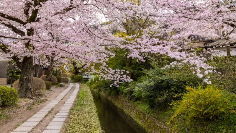 Cherry blossom trees lining a canal along the Philosopher's Path in Kyoto