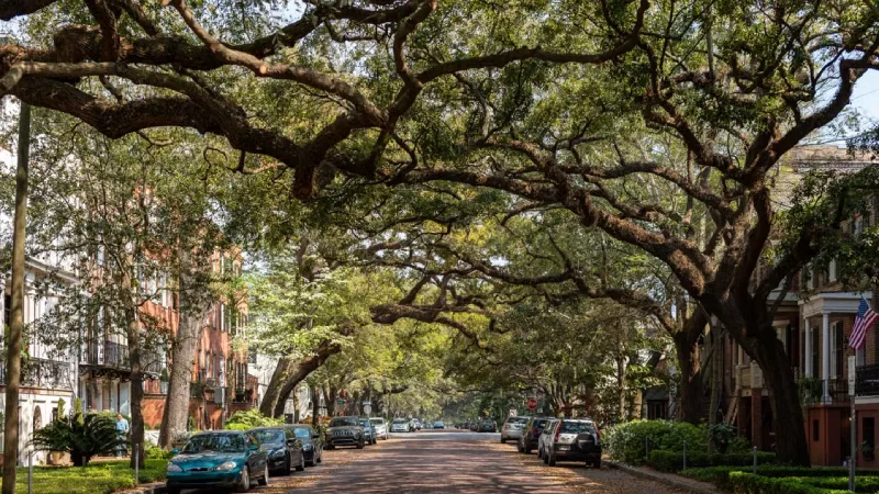 Spanish moss draped oak trees in a historic square in Savannah Georgia 