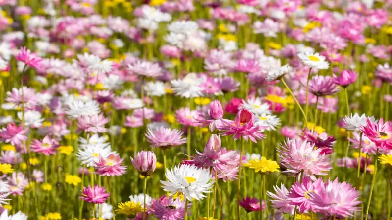 Colorful wildflowers blooming across a field in Western Australia