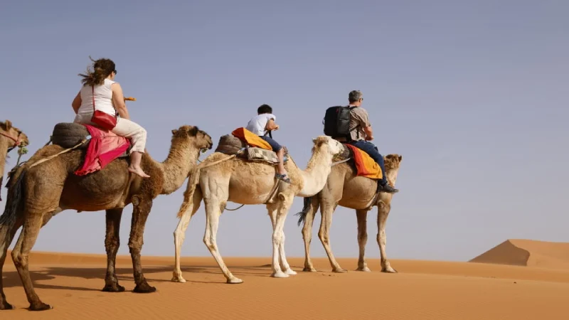 Camels being ridden across the desert at sunset during a Dubai safari