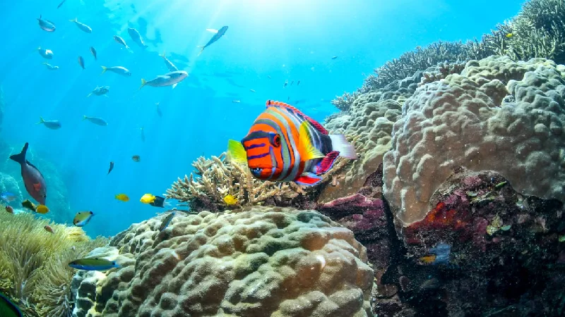 Snorkeler exploring the Great Barrier Reef in Australia