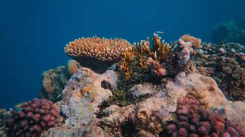 Snorkellers exploring a coral reef near Koh Wai island in Thailand