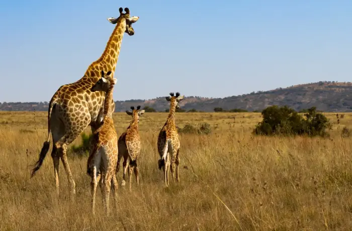 San Diego Zoo Vs San Diego Safari Park 2026: Which One Should You Visit?