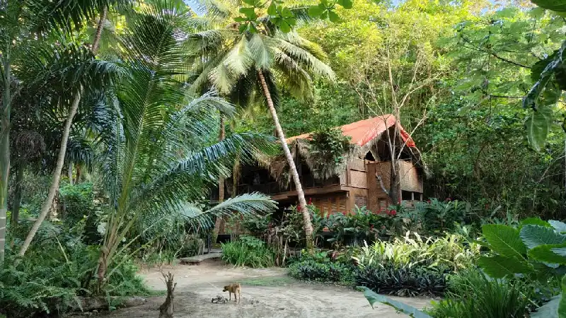 Off-grid cabin surrounded by jungle on Hawaii's Big Island 