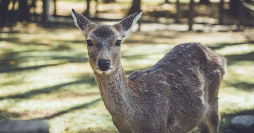 Nara Deer Park A sika deer bowing to a visitor holding a rice cracker in Nara Park