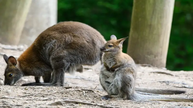 Wallaby hopping freely near visitors in a walk-through habitat