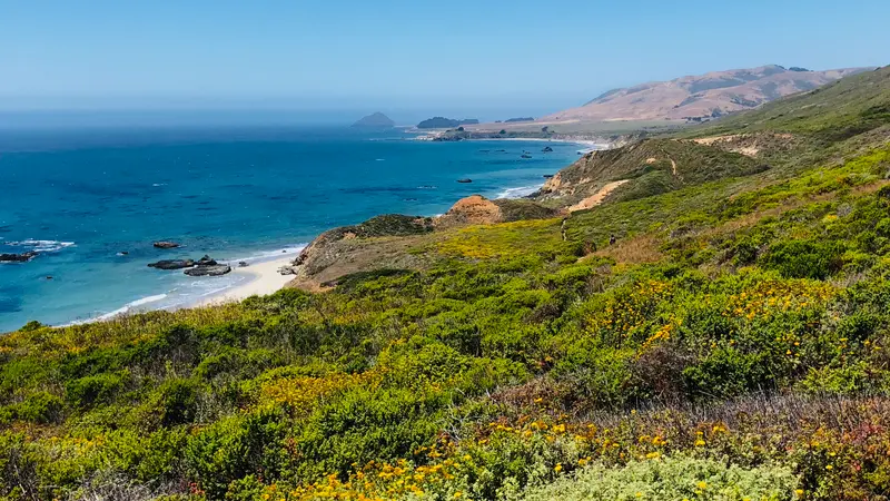  Spring wildflowers on the hillside above the Big Sur coastline