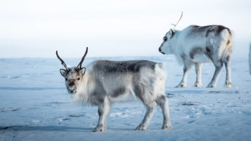 Free ranging reindeer herd on a snowy slope in the Cairngorms