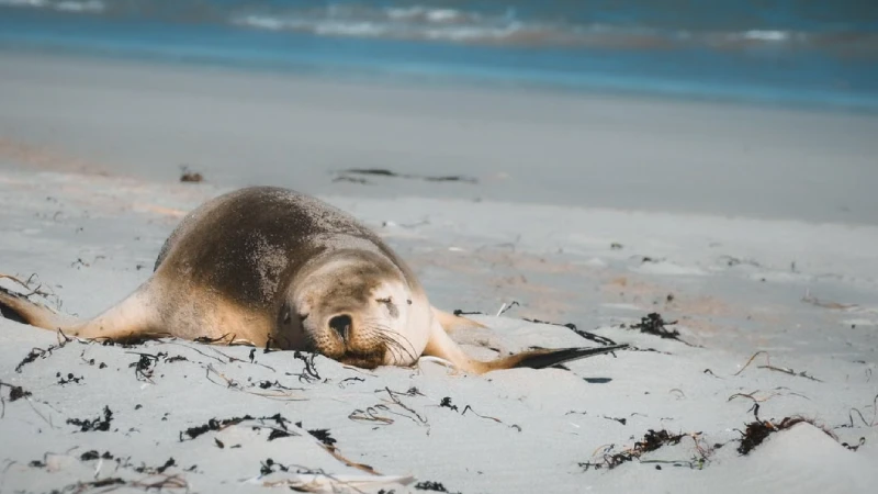 Australian sea lions resting on the beach at Seal Bay on Kangaroo Island