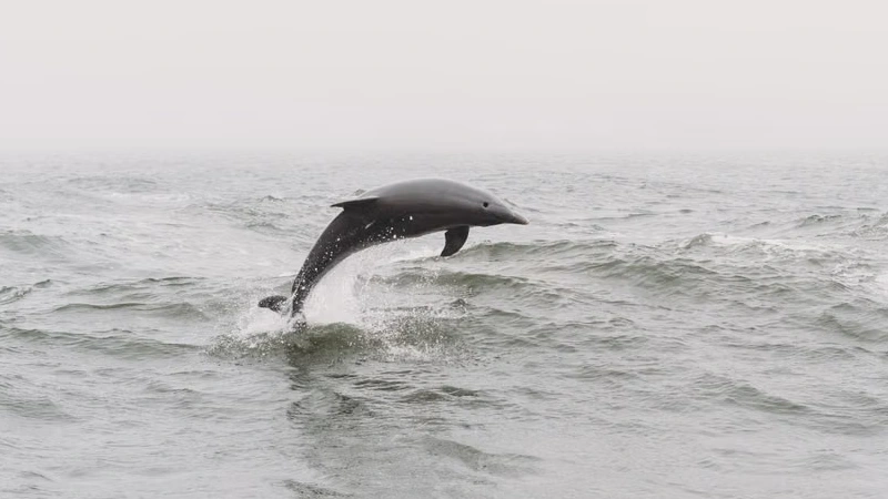 Bottlenose dolphin leaping near the shore at Chanonry Point in the Moray Firth
