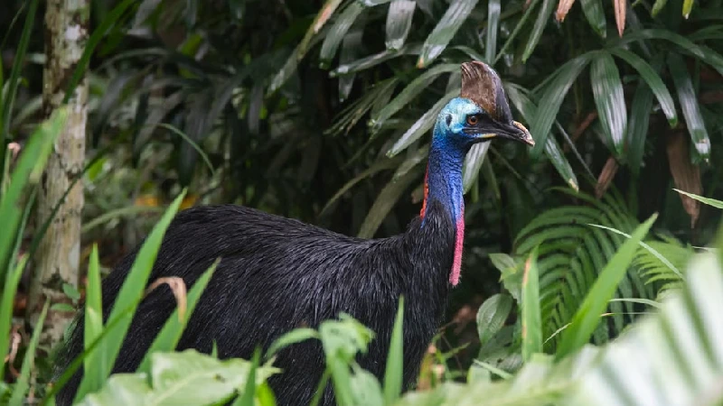 Cassowary walking through the Daintree Rainforest in Queensland