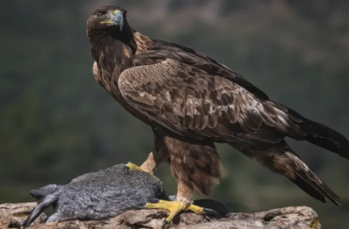 Scottish Highlands Wildlife Tour Guide 2026: What To See, When To Go And How To Book