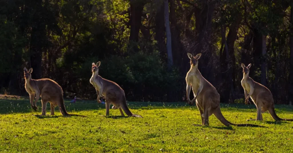 Australia Wildlife Safari Tour Guide. Group of kangaroos grazing in the Australian outback at sunset